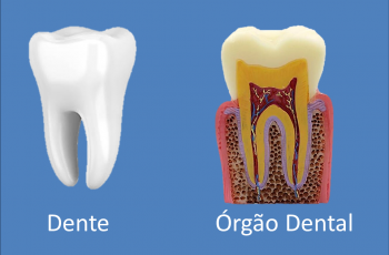Orofacial #83 – Dentes e Órgãos Dentais: Uma diferença crucial para a sua saúde bucal
